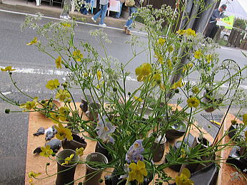 akiragi05.jpg