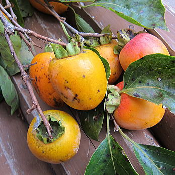 kaki01.jpg