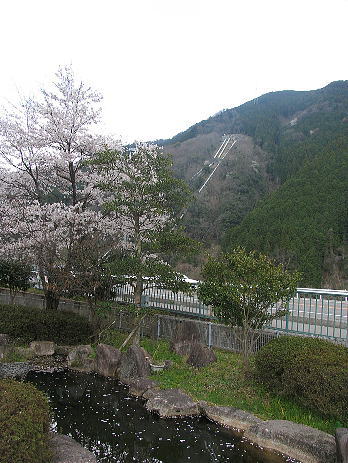 sakura02.jpg
