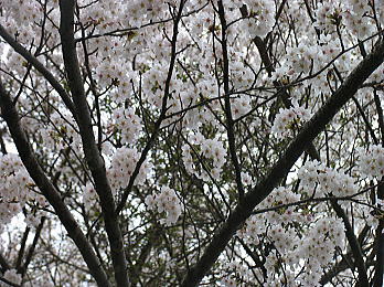 sakura04.jpg