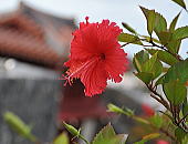 syuwa08.jpg