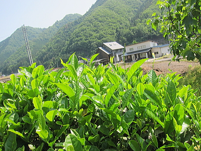 tea01.jpg