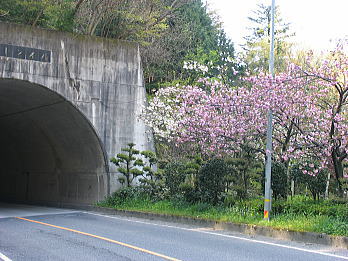 yae01.jpg