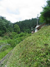 zassou01.jpg